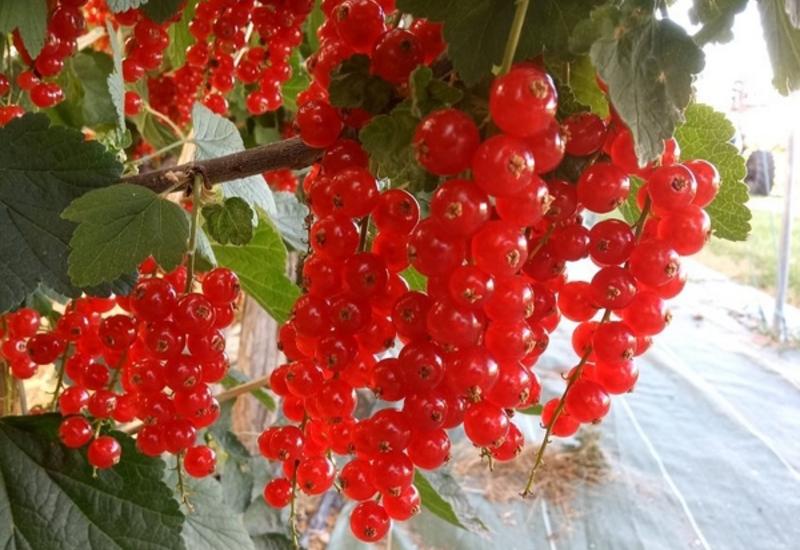 La groseille fait aussi partie de la gamme fruits rouges produite par Sicoly.