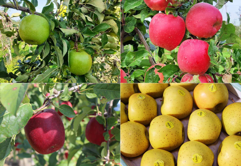 Tout savoir sur les pommes : qualités, variétés, comment les