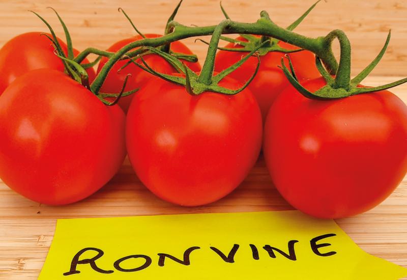 Ronvine (Nun09400), Starvine (Nun09416) et Pikano (72-IM6745) sont les les premières variétés grappes résistantes au ToBRFV observées au Caté.