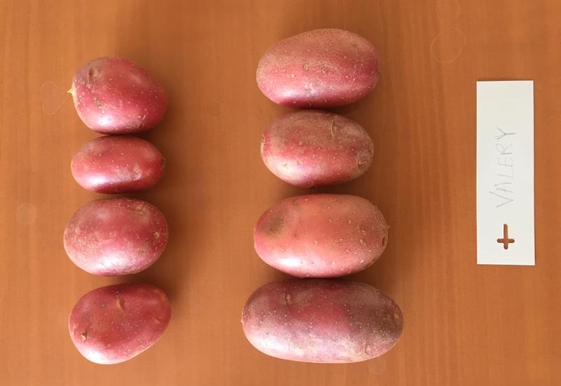 Pomme de terre primeur : 7 variétés pour plus de précocité