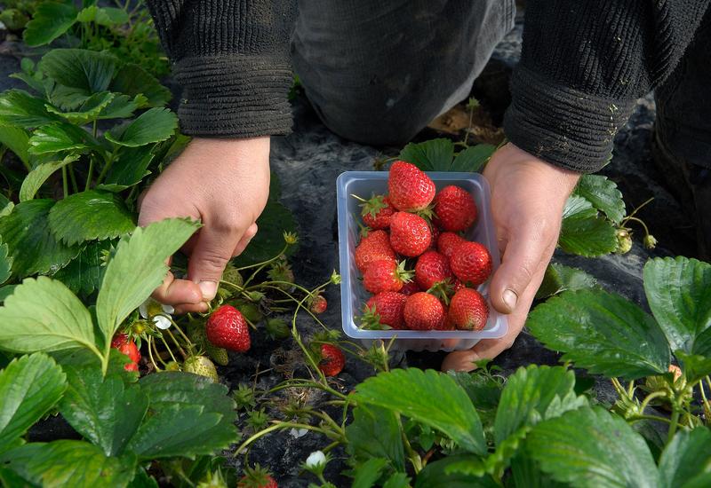 Une nouvelle campagne pour valoriser les légumes prêts-à-cuisiner