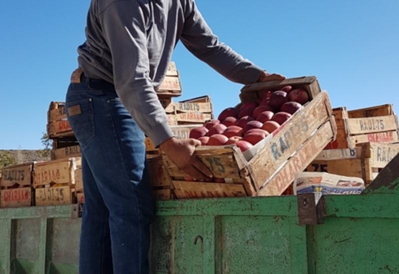 La pommes constitue une part importante des revenus des agriculteurs de Rich  et contribue au développement de leur maison, leur alimentation et à la scolarisation des ...