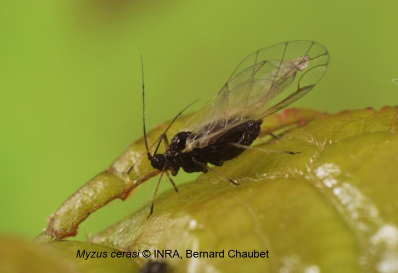 Myzus cerasi sécrète une toxine engendrant un enroulement des feuilles de cerisier.