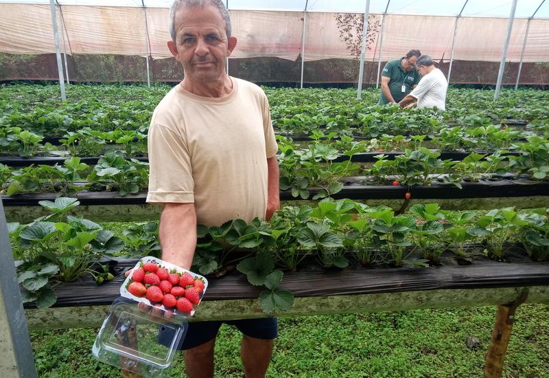 Brésil : comment la fraise est devenue une production majeure