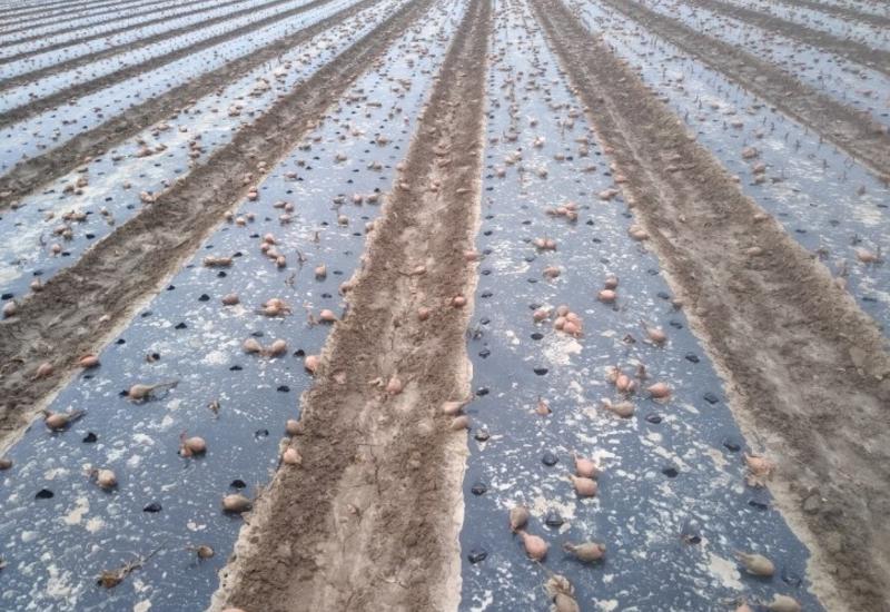 L'arrachage des bulbes d'échalote par les choucas les jours suivants la plantation a nécessité 80 h de replantation dans cette parcelle de 7000 m2. 