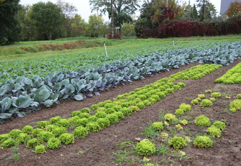 Deux sites aux sols différents permettent la production d’une large gamme de légumes.
