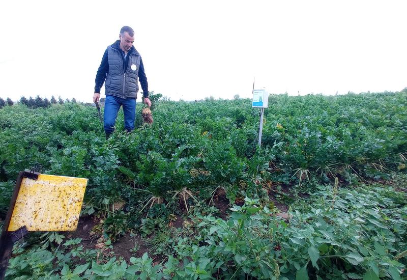 Champ de céleri pour l’industrie, en septembre 2023, visité par Vincent Faussier, responsable technique Eureden. A Arzano dans le Finistère chez Jacques Cordroc’h, producteur Eureden de légumes d’industrie et de céréales.