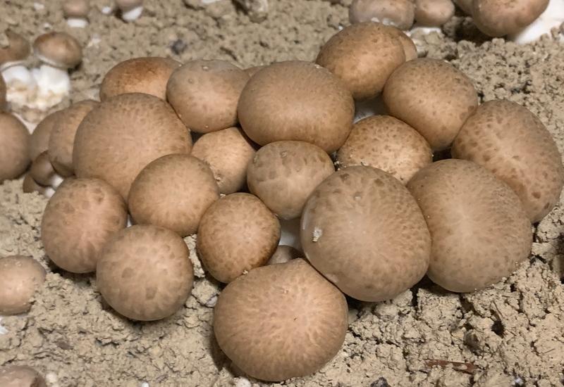 culture de champignons - champignonnière du Clos du Roi, Val d'Oise