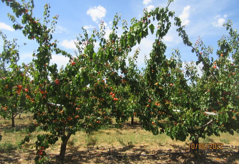 abricotier variété Orangered® - porte-greffe Rootpac® 20