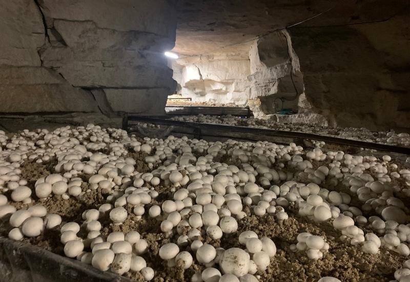culture de champignons - champignonnière du Clos du Roi, Val d'Oise