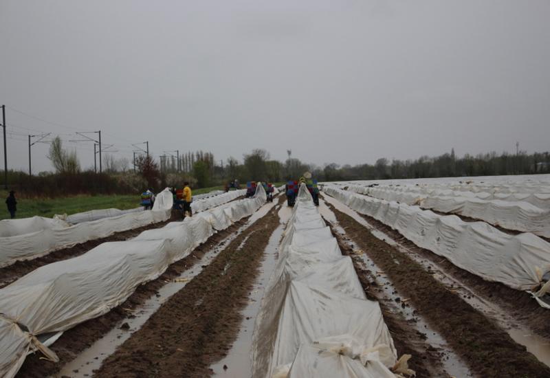 20 à 25 saisonniers travaillent sur l'exploitation au moment du pic de la production d’asperge.