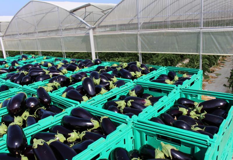 La moitié des acheteurs souhaitent pouvoir acquérir de l’aubergine française de juin à septembre.
