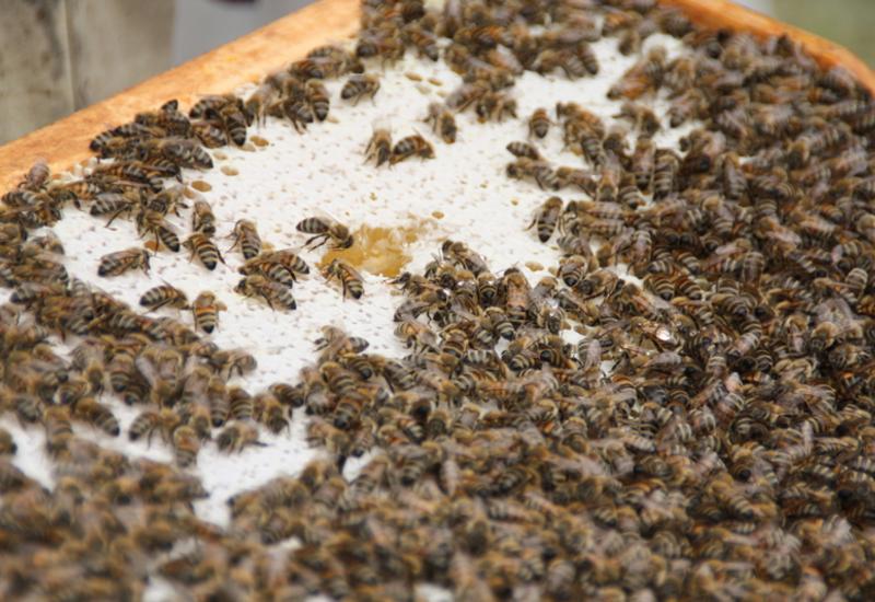 Kiwi et apiculture, des nouvelles filières de diversification pour Maïsadour