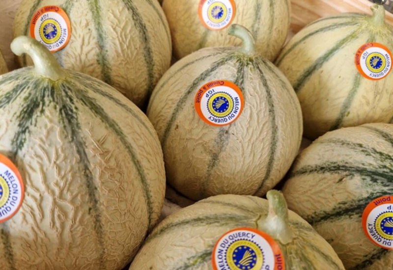 Autour de 10 000 tonnes de melons  du Quercy IGP sont produites chaque année.