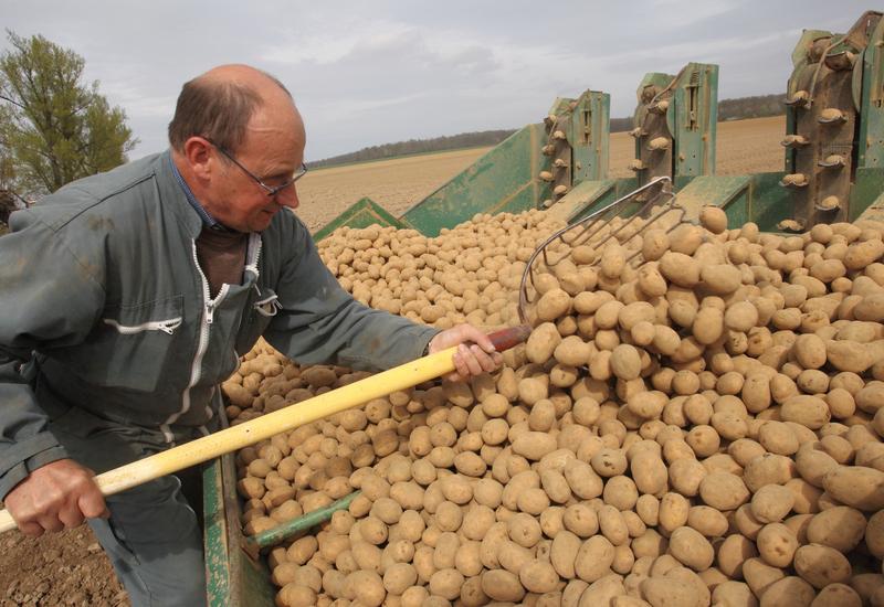 Plantation de pomme de terre variété markise, sous contrat avec un industriel de la transformation agroalimentaire Mc Cain. Agriculteur. Plant de pommes de terre
