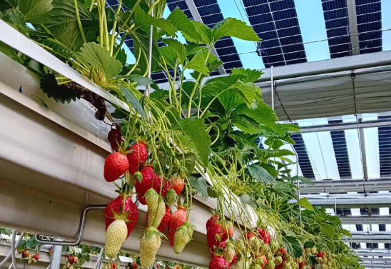 serre fraise photovoltaïque