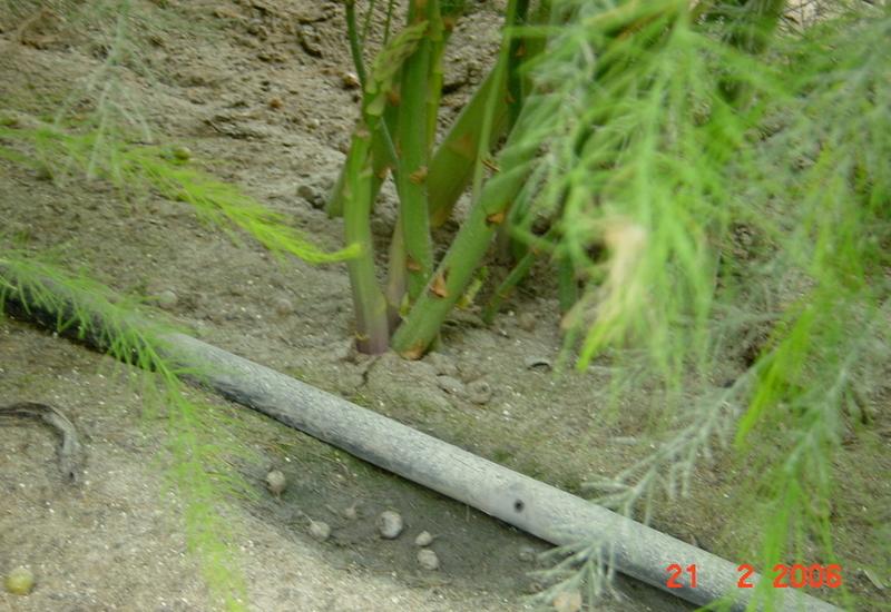 L’irrigation par goutte à goutte impose un entretien et un contrôle régulier du réseau