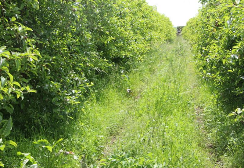 L’herbe n’est tondue qu’en cas de risque de gel et avant la cueillette. Elle est éventuellement parfois broyée avec un rouleau Faca.