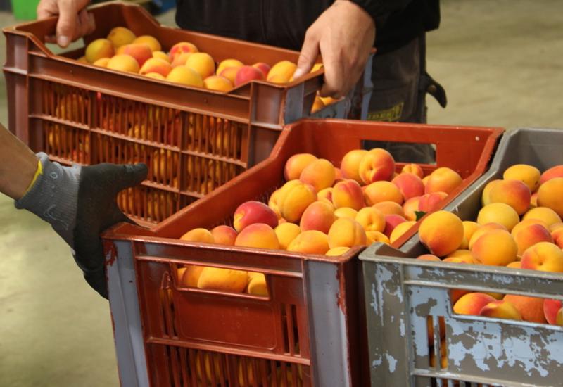 Sur abricot, la relation entre densité et qualité est beaucoup moins nette que sur pêche.