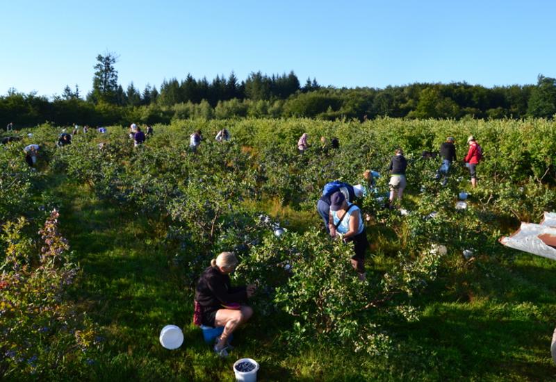 La conduite en pleine terre représente 95 % des surfaces de myrtilles en France. La densité de plantation est généralement de 3 300 plants par hectare.