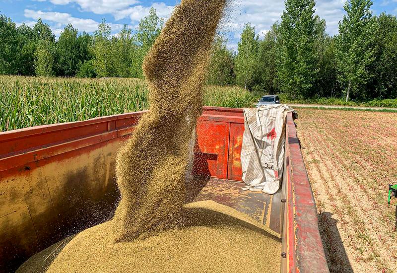 quinoa Belgique