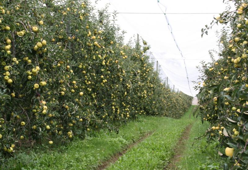 Les vergers doivent être gérés de manière à maintenir une charge de fruits optimale.