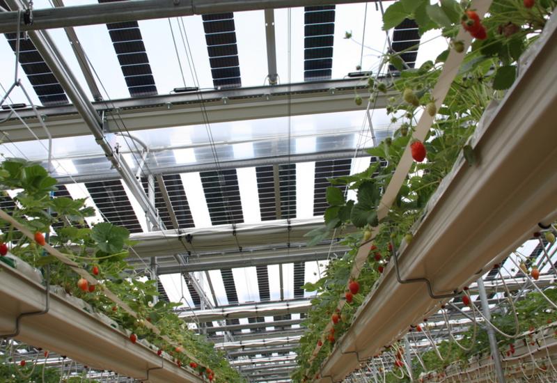 Agrivoltaïsme : comment partger la lumière et le revenu ?