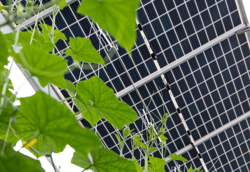 L’agrivoltaïsme doit répondre au double objectif équitable de soutenir l’agriculture et d’accompagner la transition énergétique.