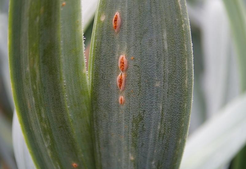 Il est conseillé de réduire les quantités d’azote et de phosphore, parfois surfertilisées, pour limiter la sensibilité du végétal à la rouille. 