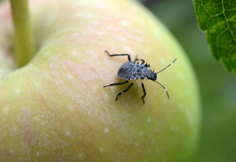 Les filets mono-rang alt’carpo et mono-parcelle paragrêle en toiture sont très efficaces contre les punaises diaboliques.