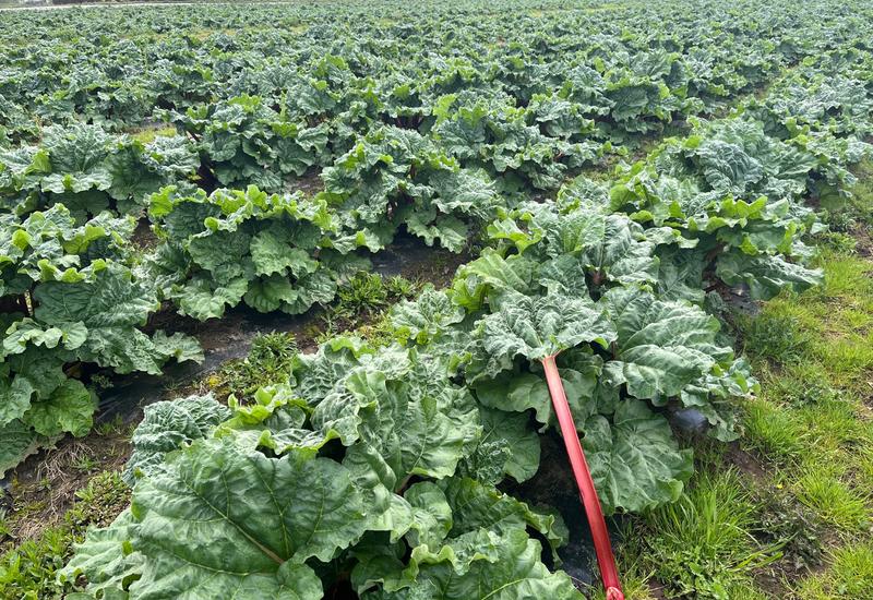 Pieds de rhubarbe rouge en plein terre en Bretagne