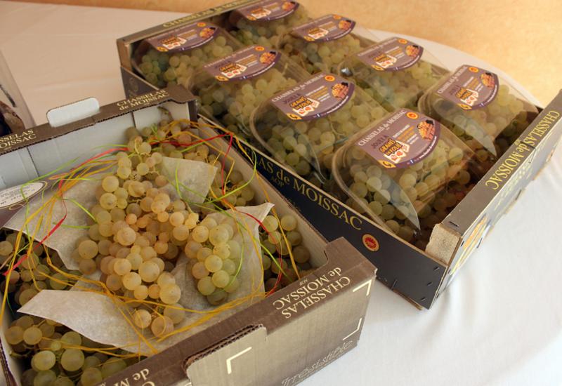 raisin - Chasselas moissac