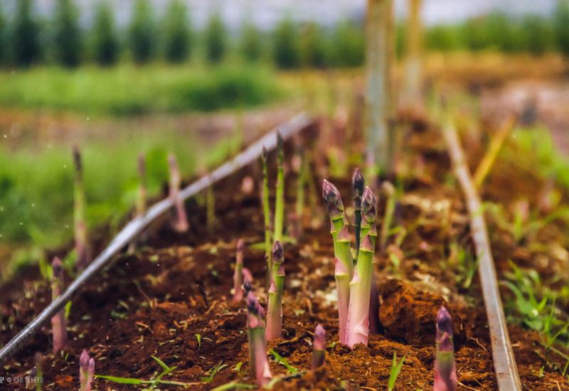 asperge type Californie