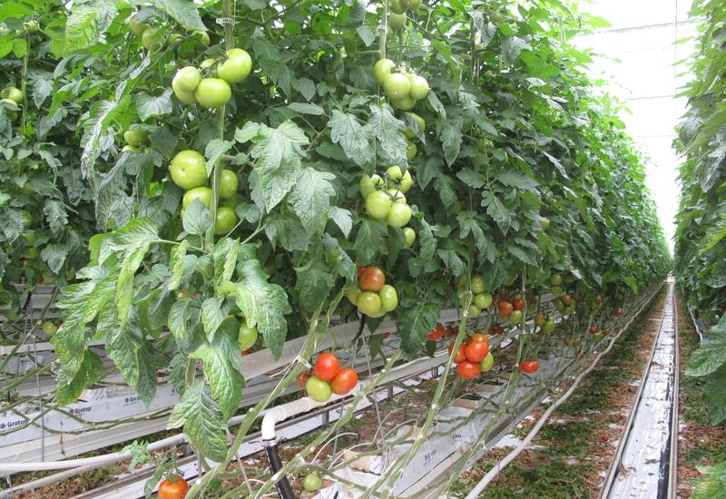 Le passage aux variétés résistantes est plus avancée en tomate grappe et ronde grâce au travail des semenciers dans ces segments. 
