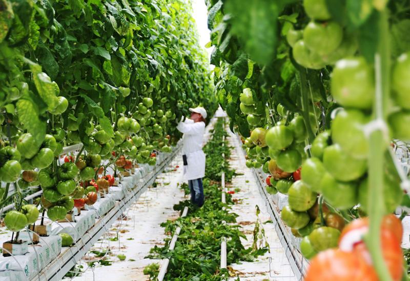 serre tomate hors-sol