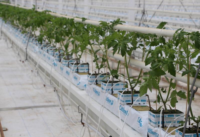 plants tomate serre hors-sol