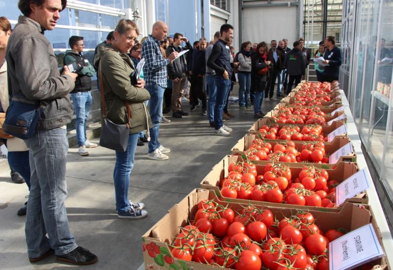variétés de tomate