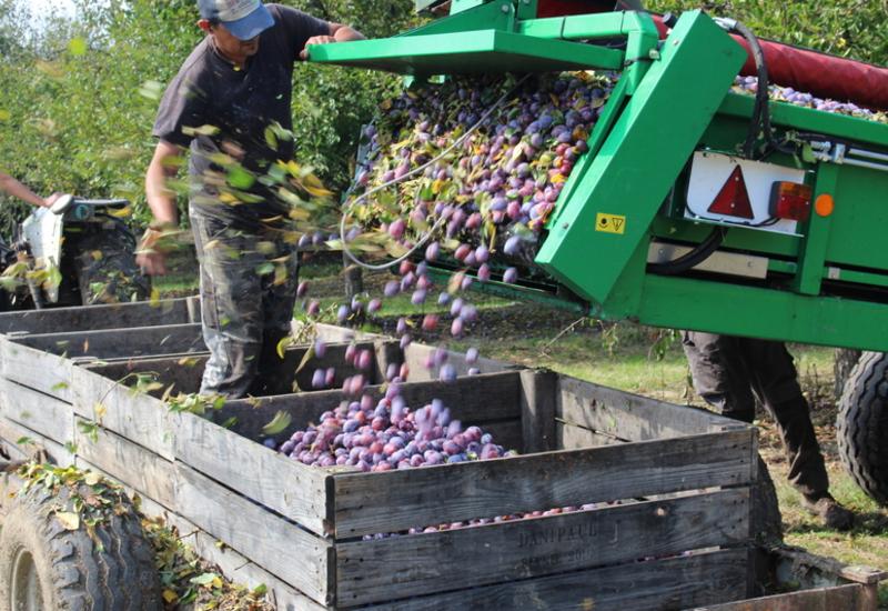 récolte prunes d'Ente