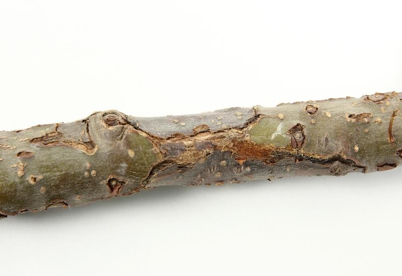 chancre du pommier
