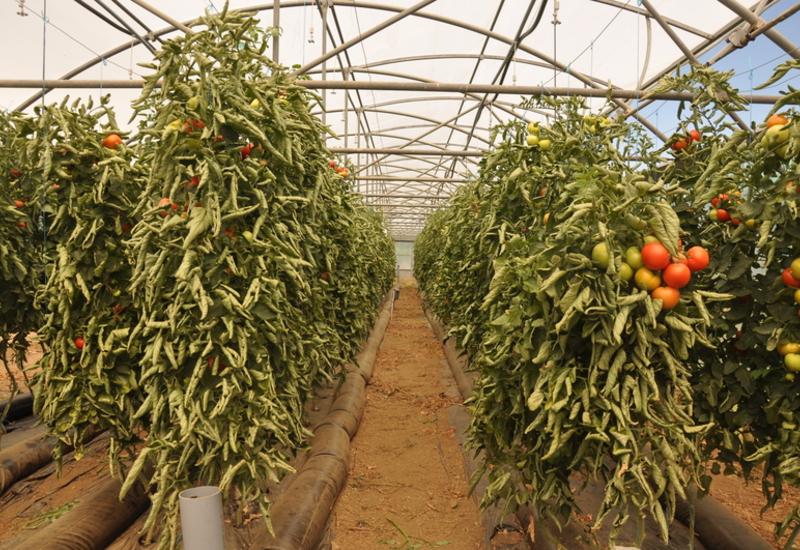 culture de tomate sous abri