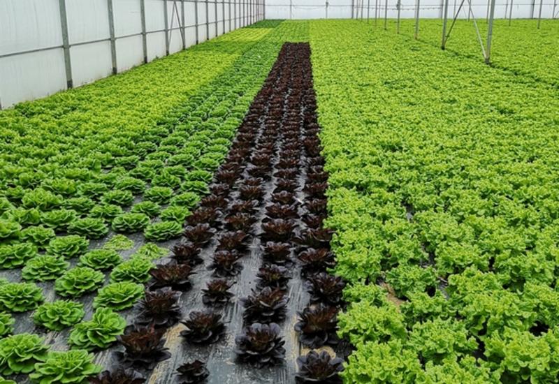 La sélection variétale en salade s’est complexifiée ces dernières années, avec notamment la lutte contre le mildiou et la fusariose.