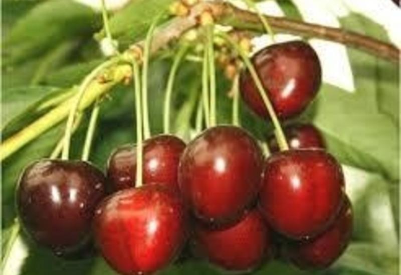 Cerise - variété Areko