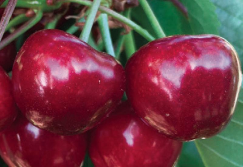 Cerise - variété Denfer