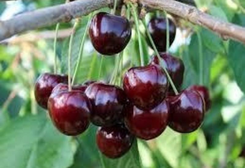 Cerise - variété Henriette