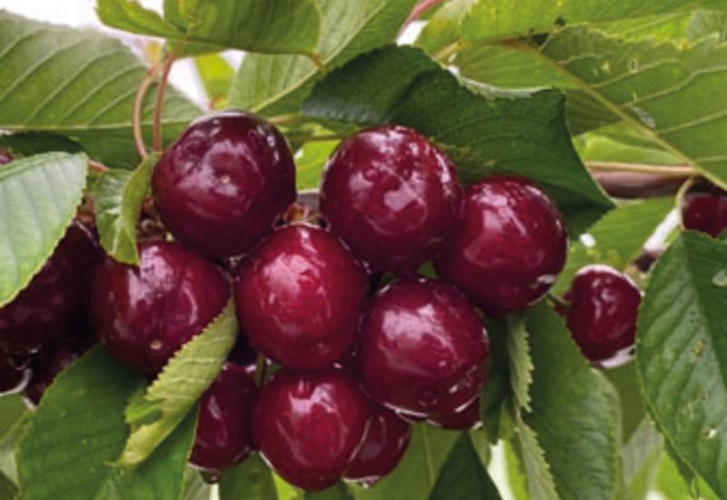 Cerise - variété Royal Lafayette