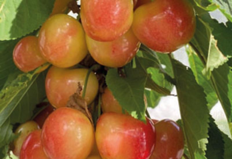 Cerise - variété Starlam