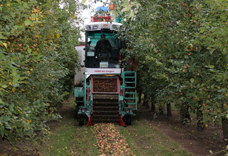 <em class="placeholder">Récolte mécanique des pommes à cidre. Verger de pomme. Arboriculture fruitière. Machine en Cuma. Matériel agricole. </em>