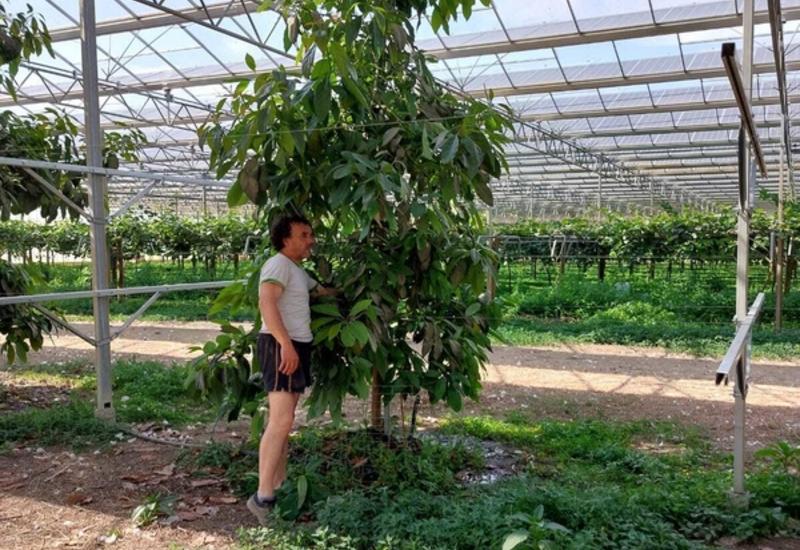 <em class="placeholder">Les avocatiers ont une très forte vigueur et doivent être rabattus pour être contenus dans la serre photovoltaïque. </em>