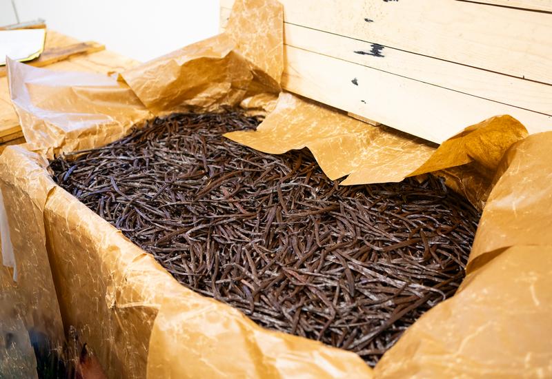 Vanille bretonne cultivée sous serre en malle d’affinage. 
