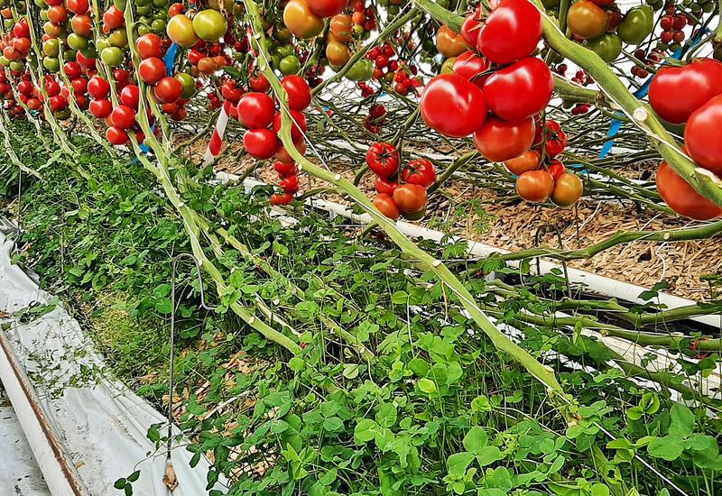 tomate sous serre - engrais verts